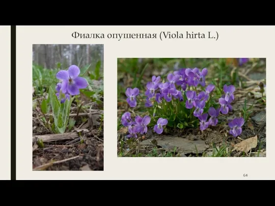Фиалка опушенная (Viola hirta L.)