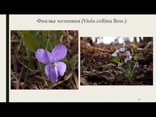Фиалка холмовая (Viola collina Bess.)