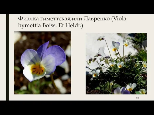 Фиалка гиметтская,или Лавренко (Viola hymettia Boiss. Et Heldr.)