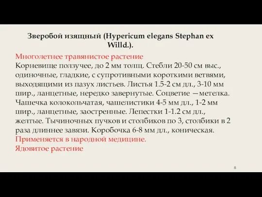 Зверобой изящный (Hypericum elegans Stephan ex Willd.). Многолетнее травянистое растение