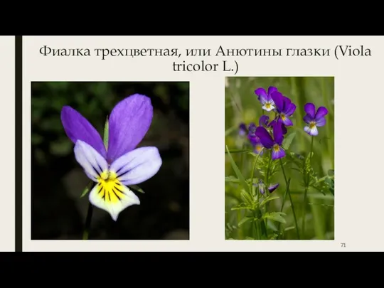 Фиалка трехцветная, или Анютины глазки (Viola tricolor L.)