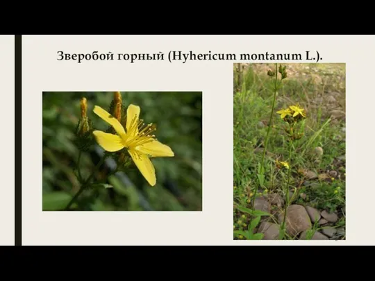 Зверобой горный (Hyhericum montanum L.).