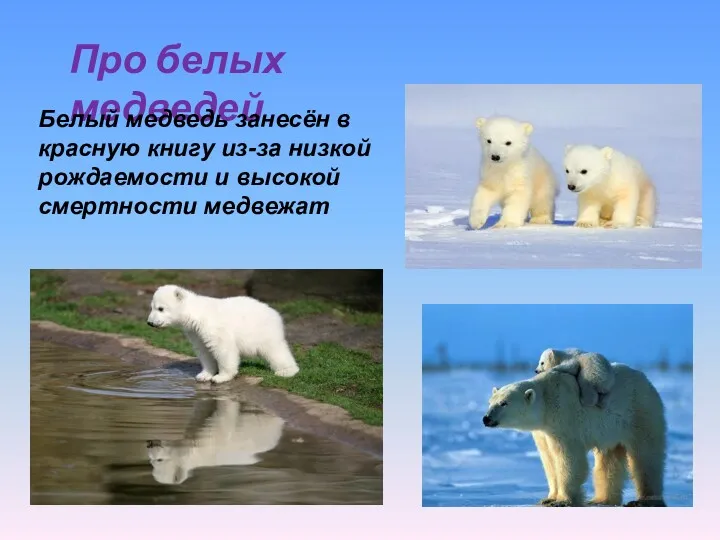 Про белых медведей Белый медведь занесён в красную книгу из-за низкой рождаемости и высокой смертности медвежат