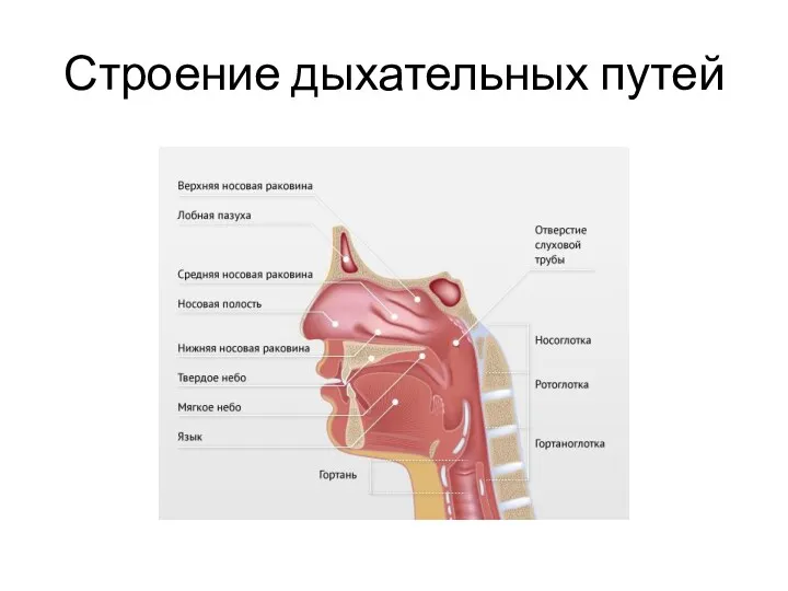 Строение дыхательных путей