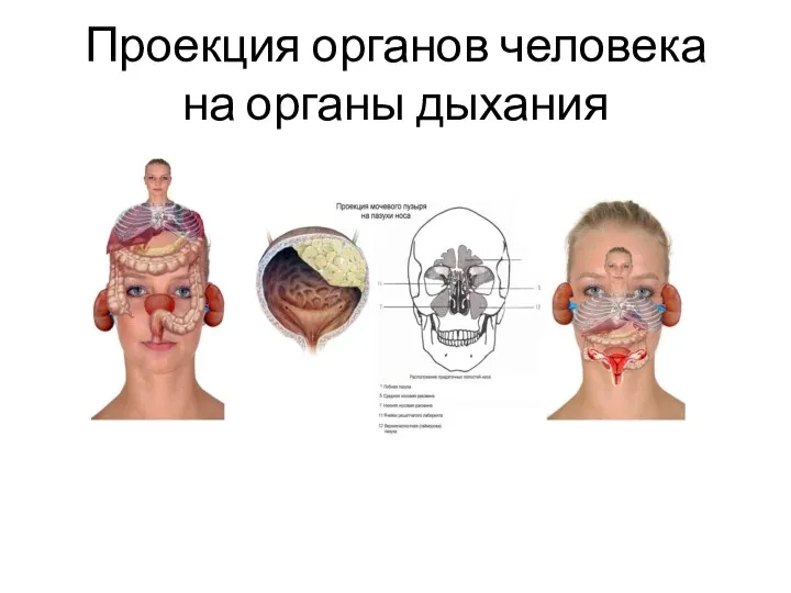 Проекция органов человека на органы дыхания