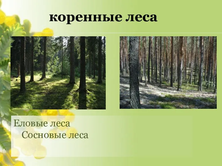 коренные леса Еловые леса Сосновые леса