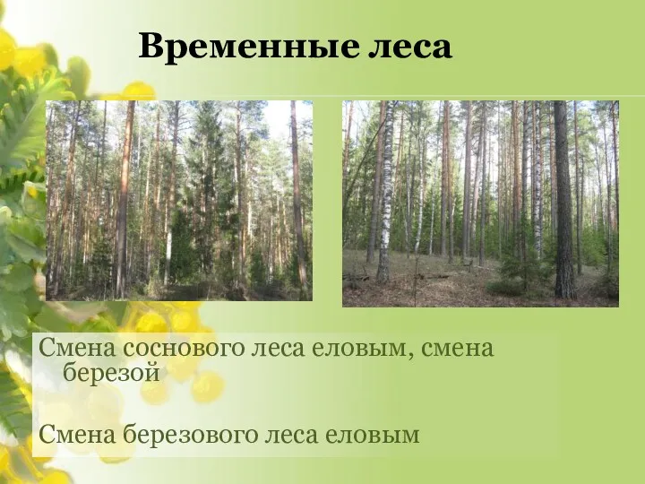 Временные леса Смена соснового леса еловым, смена березой Смена березового леса еловым
