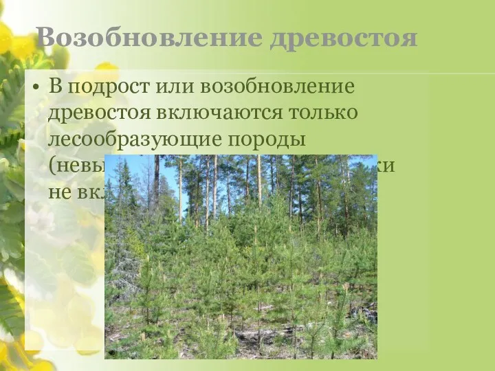 Возобновление древостоя В подрост или возобновление древостоя включаются только лесообразующие