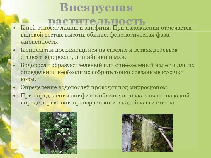 Внеярусная растительность К ней относят лианы и эпифиты. При нахождении