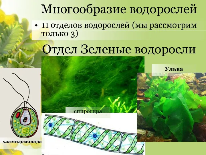 Многообразие водорослей 11 отделов водорослей (мы рассмотрим только 3) Отдел Зеленые водоросли хламидомонада спирогира Ульва