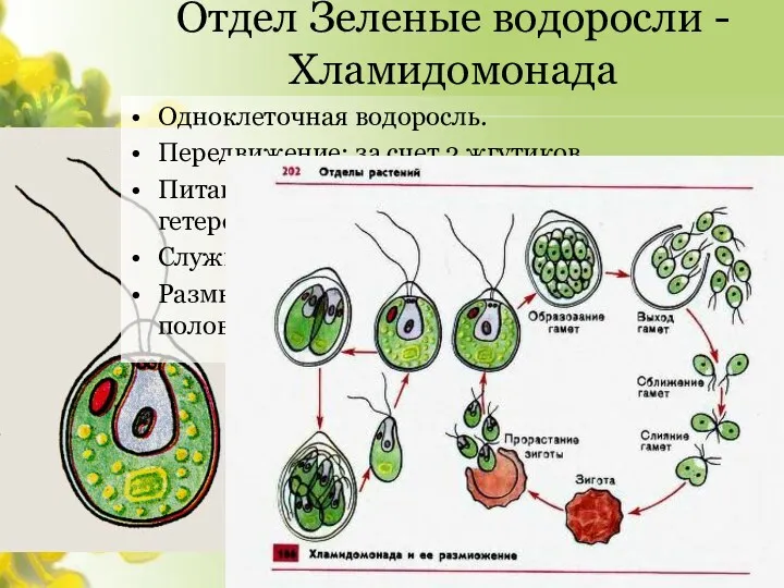 Отдел Зеленые водоросли - Хламидомонада Одноклеточная водоросль. Передвижение: за счет