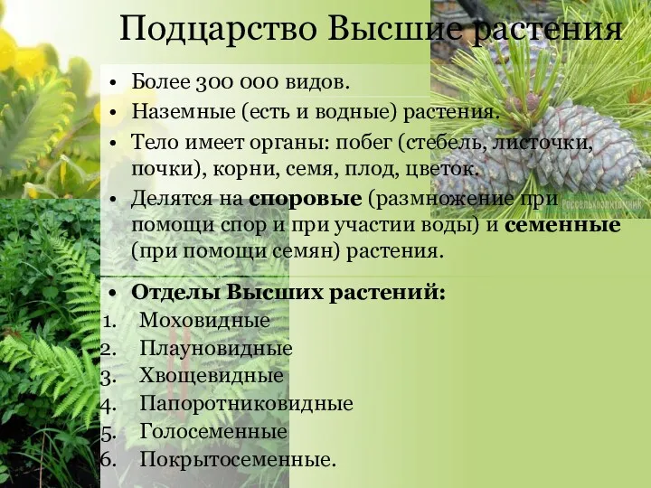 Подцарство Высшие растения Более 300 000 видов. Наземные (есть и