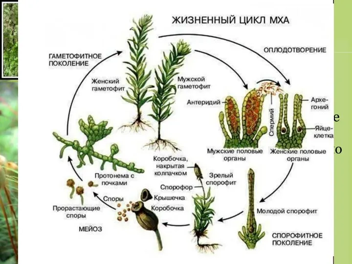 Отдел Моховидные Наука «Бриология» 20 000 видов мхов Предствители: Кукушкин