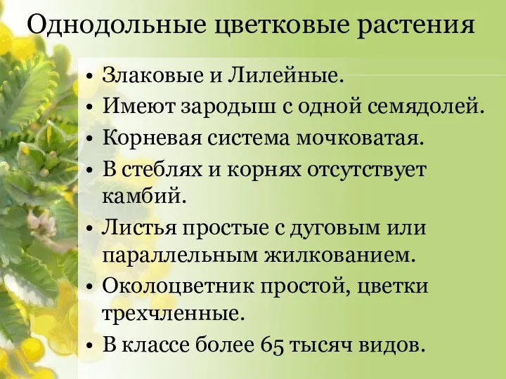 Однодольные цветковые растения Злаковые и Лилейные. Имеют зародыш с одной