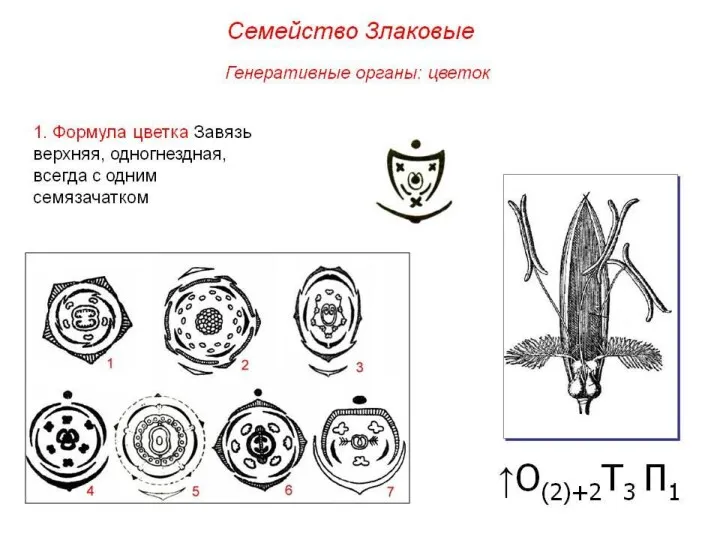 Семейство Злаковые (Мятликовые) Травы Цветки обоеполые, реже раздельнополые. Околоцветник состоит