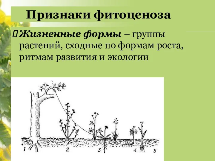 Признаки фитоценоза Жизненные формы – группы растений, сходные по формам роста, ритмам развития и экологии