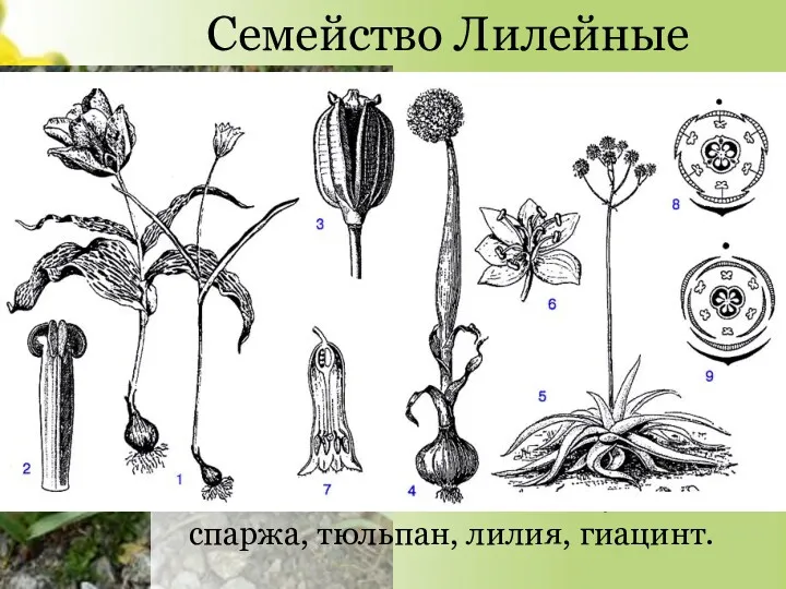 Семейство Лилейные Многолетние травянистые луковичные или корневищные растения. Околоцветник простой,