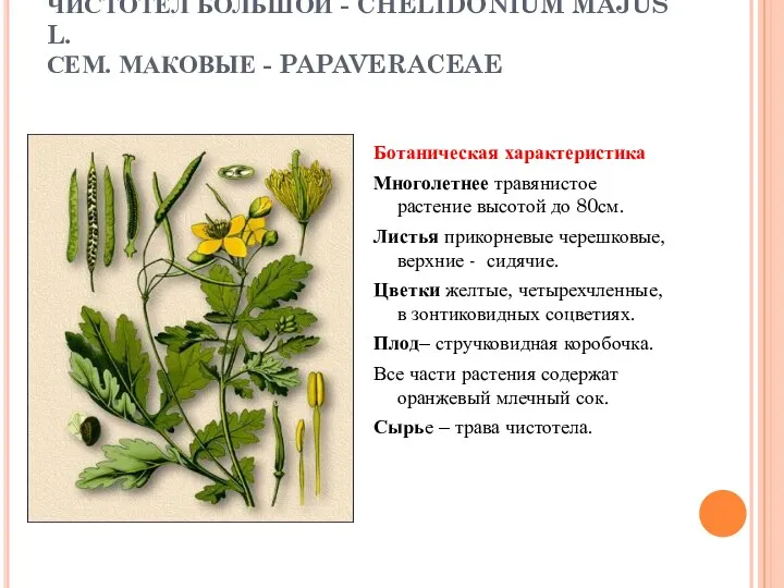 ЧИСТОТЕЛ БОЛЬШОЙ - CHELIDONIUM MAJUS L. СЕМ. МАКОВЫЕ - PAPAVERACEAE Ботаническая характеристика Многолетнее