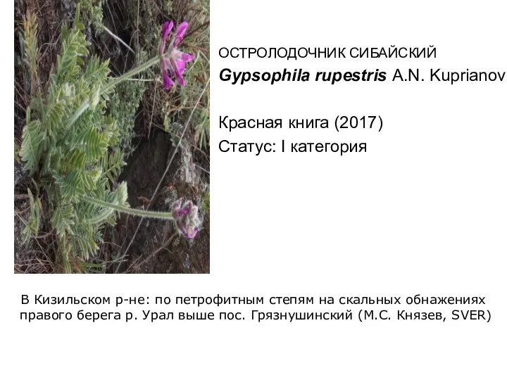 В Кизильском р-не: по петрофитным степям на скальных обнажениях правого