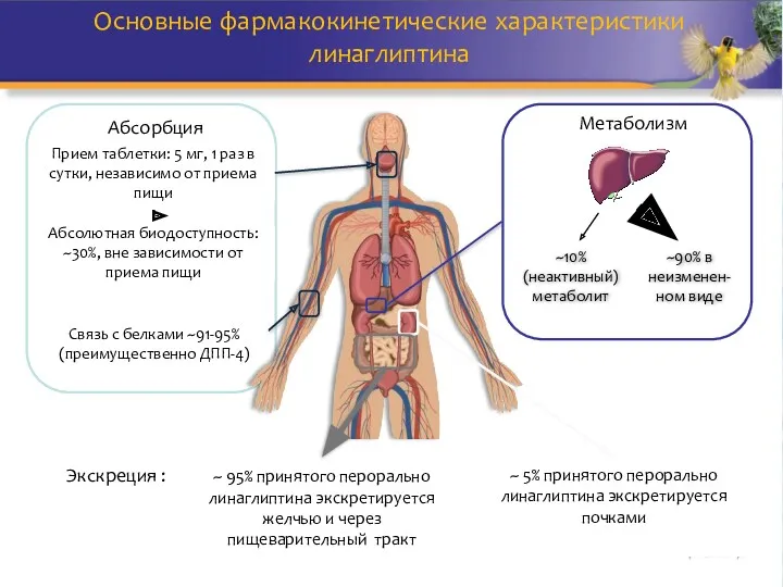 ~ 5% принятого перорально линаглиптина экскретируется почками Основные фармакокинетические характеристики