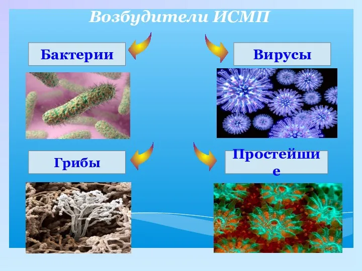 Возбудители ИСМП Бактерии Простейшие Грибы Вирусы