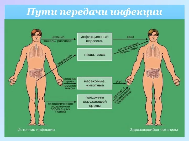 Пути передачи инфекции