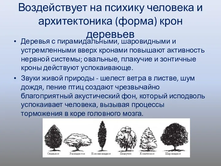 Воздействует на психику человека и архитектоника (форма) крон деревьев Деревья с пирамидальными, шаровидными