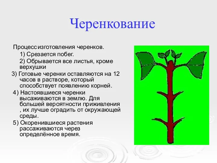 Черенкование Процесс изготовления черенков. 1) Срезается побег. 2) Обрывается все