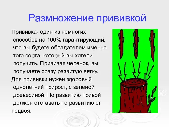 Размножение прививкой Прививка- один из немногих способов на 100% гарантирующий,