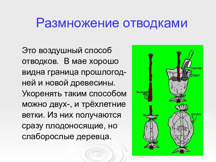 Размножение отводками Это воздушный способ отводков. В мае хорошо видна