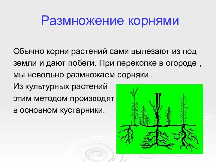 Размножение корнями Обычно корни растений сами вылезают из под земли