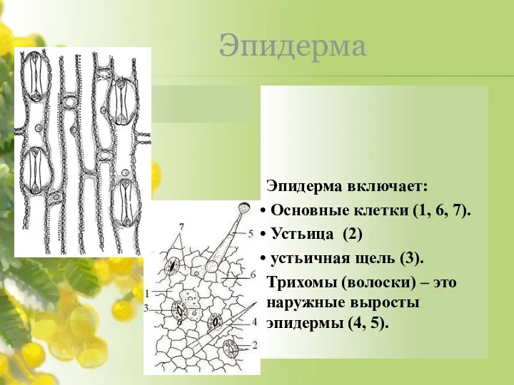 Эпидерма Эпидерма включает: Основные клетки (1, 6, 7). Устьица (2)