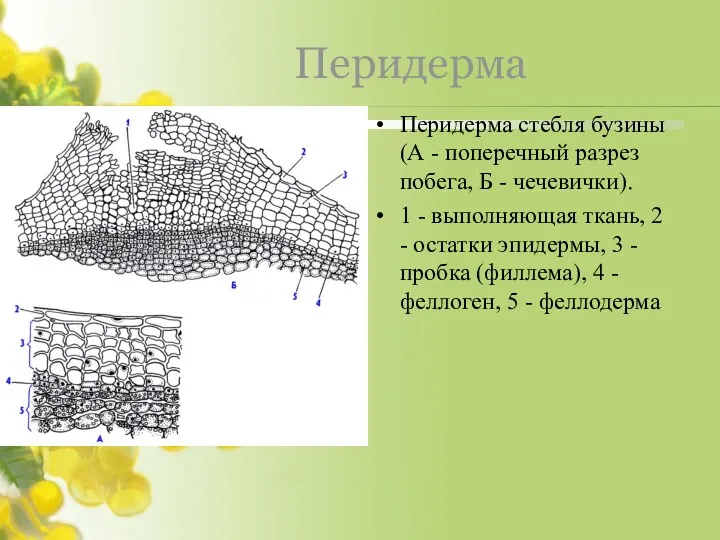 Перидерма Перидерма стебля бузины (А - поперечный разрез побега, Б