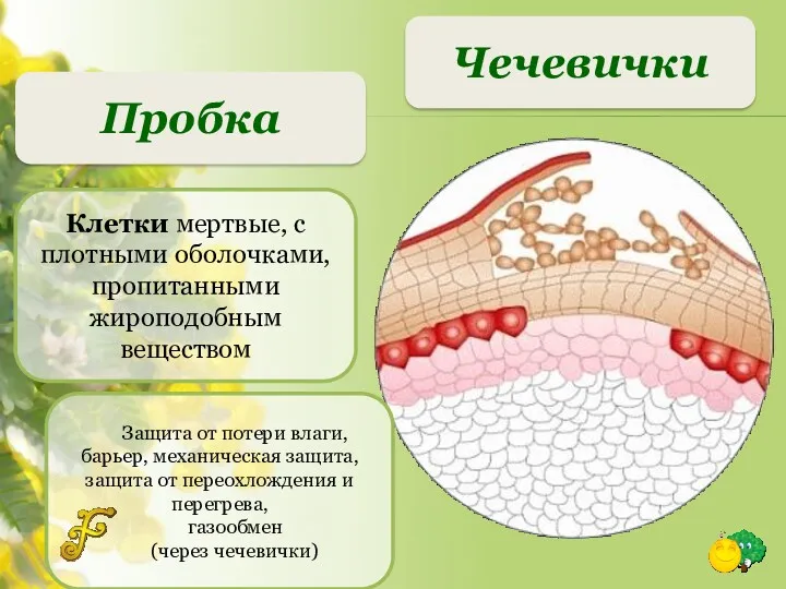 Чечевички Пробка Клетки мертвые, с плотными оболочками, пропитанными жироподобным веществом