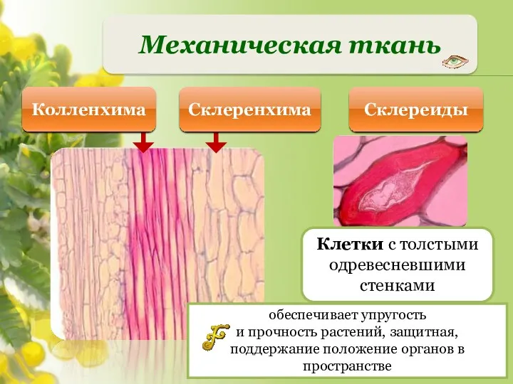 Механическая ткань Склереиды обеспечивает упругость и прочность растений, защитная, поддержание