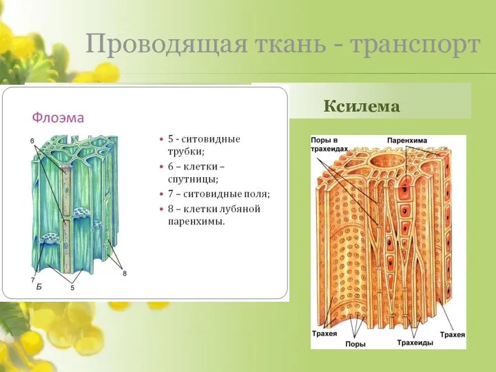 Проводящая ткань - транспорт Ксилема