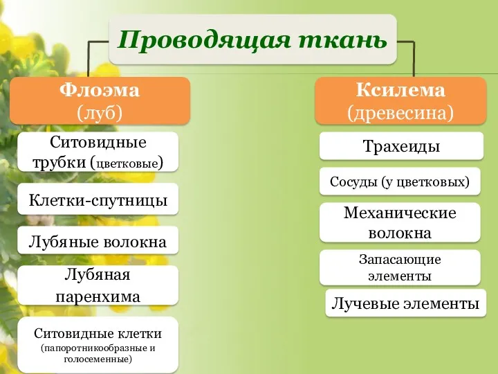 Запасающие элементы Механические волокна Сосуды (у цветковых) Трахеиды Ситовидные клетки