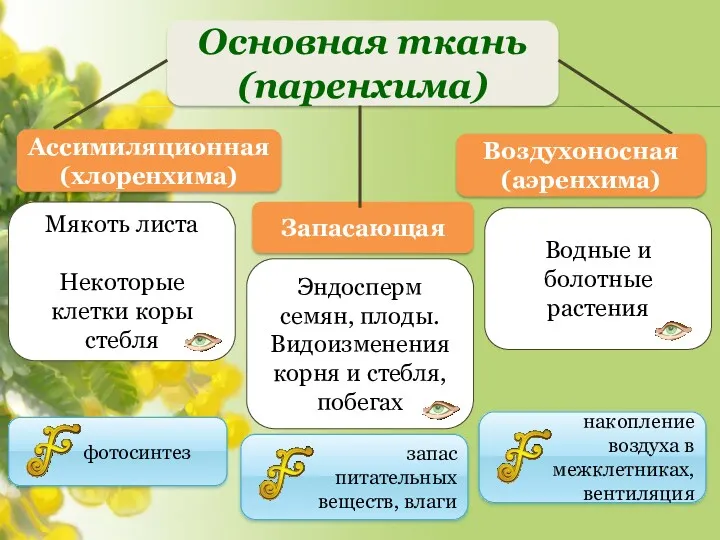 Водные и болотные растения Эндосперм семян, плоды. Видоизменения корня и