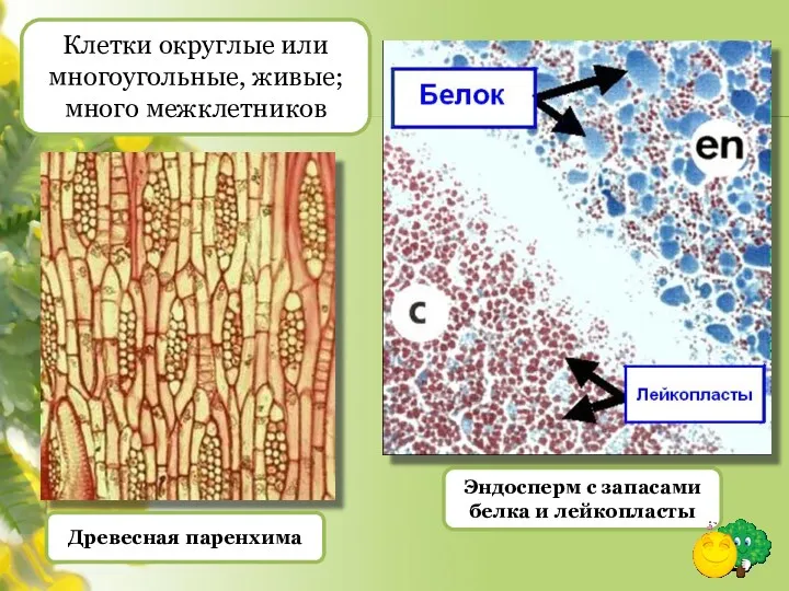 Древесная паренхима Эндосперм с запасами белка и лейкопласты Клетки округлые или многоугольные, живые; много межклетников