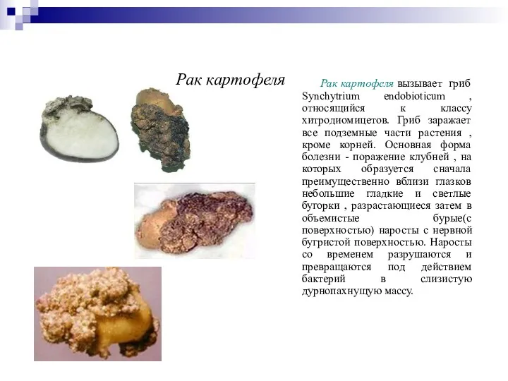 Рак картофеля Рак картофеля вызывает гриб Synchytrium endobioticum , относящийся