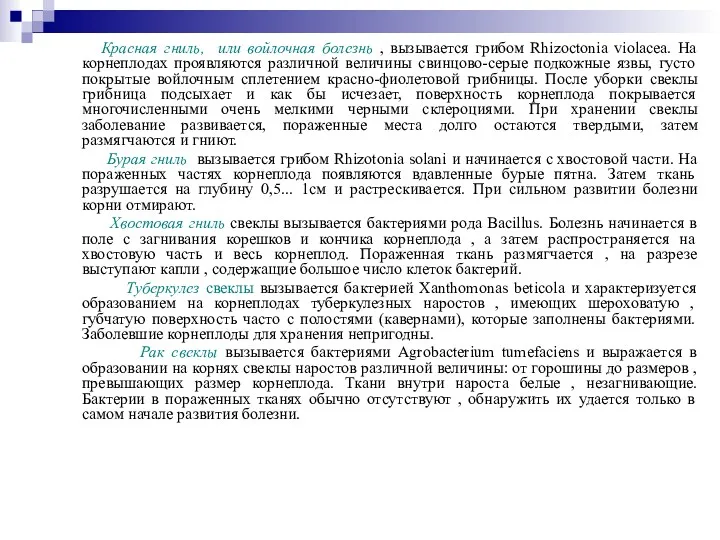 Красная гниль, или войлочная болезнь , вызывается грибом Rhizoctonia violacea.