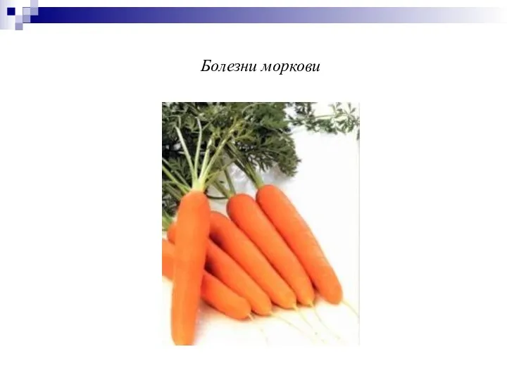 Болезни моркови