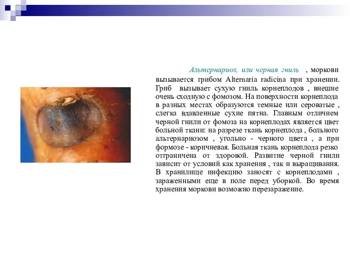 Альтернариоз, или черная гниль , моркови вызывается грибом Alternaria radicina