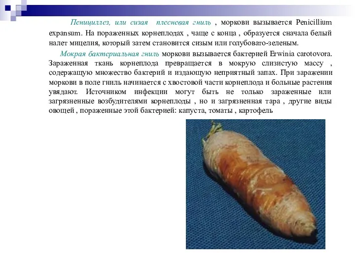 Пенициллез, или сизая плесневая гниль , моркови вызывается Penicillium expansum.