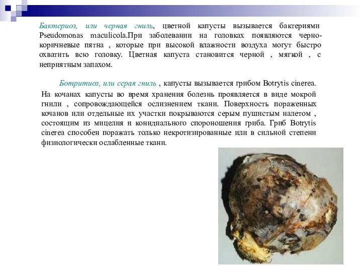 Ботритиоз, или серая гниль , капусты вызывается грибом Botrytis cinerea.