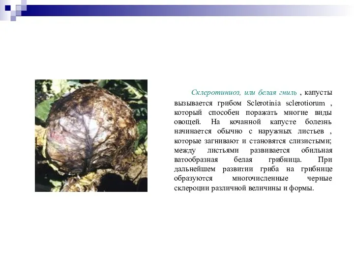 Склеротиниоз, или белая гниль , капусты вызывается грибом Sclerotinia sclerotiorum
