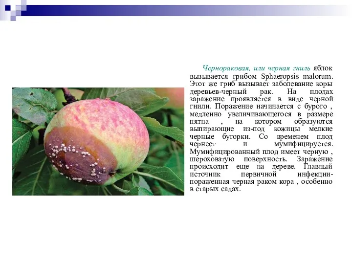 Чернораковая, или черная гниль яблок вызывается грибом Sphaeropsis malorum. Этот