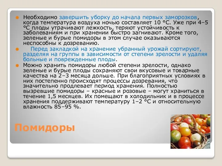 Помидоры Необходимо завершить уборку до начала первых заморозков, когда температура