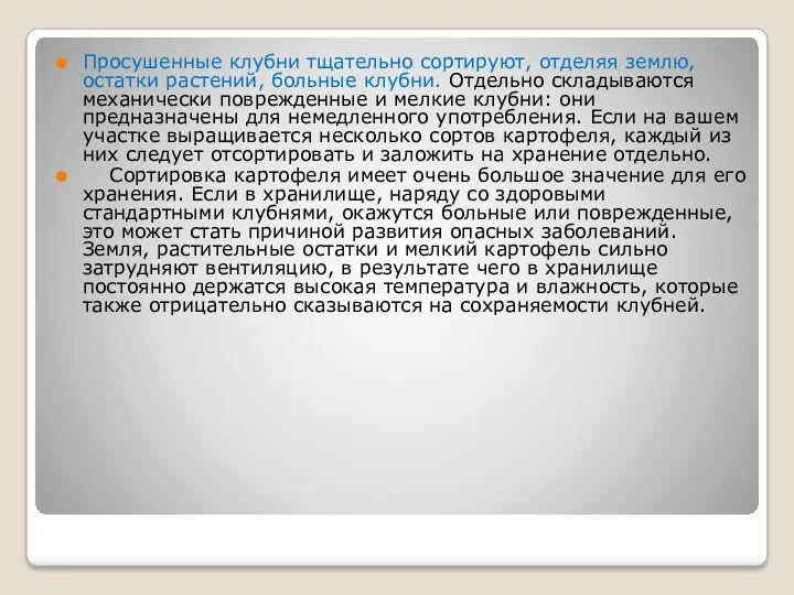 Просушенные клубни тщательно сортируют, отделяя землю, остатки растений, больные клубни.