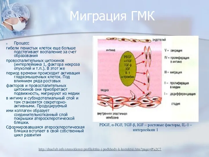 Миграция ГМК Процесс гибели пенистых клеток еще больше подстегивает воспаление за счет образования